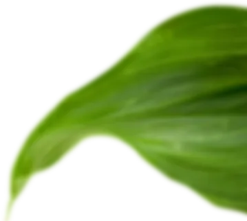leaf